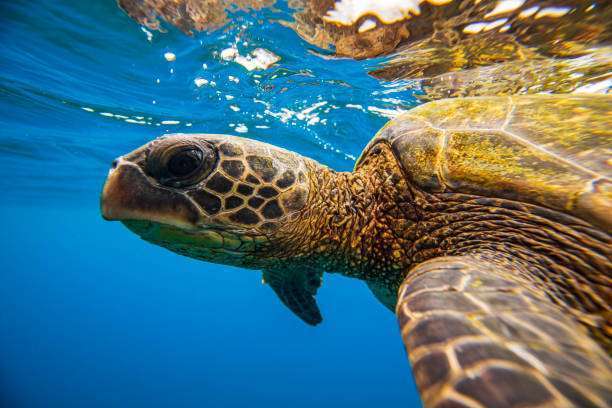 Sea Turtle Life Cycle