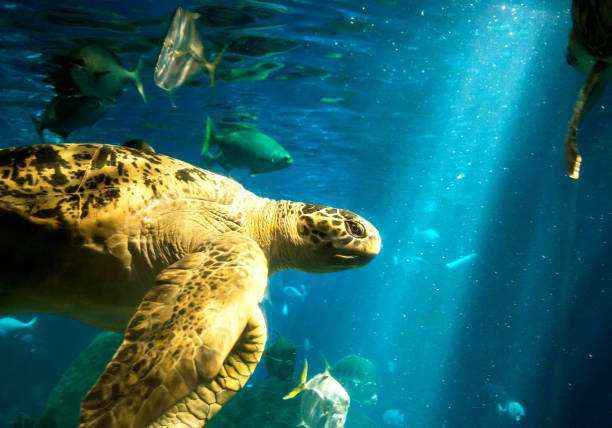 A closeup of a sea turtle swimming